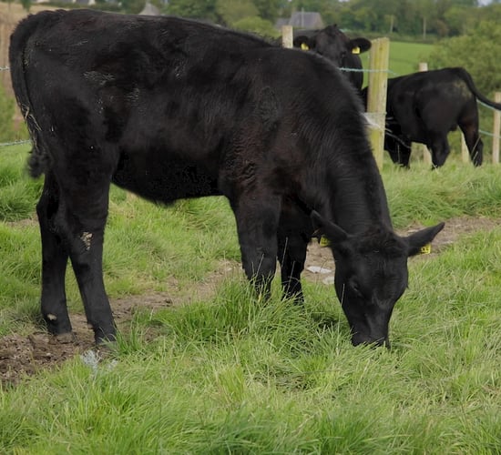 ICSA to meet DAFM again on catch crop grazing regulations