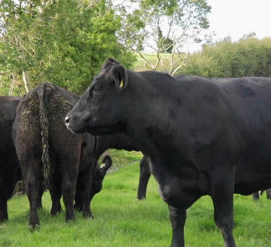 Pedigree Angus herd to hold dispersal sale this month