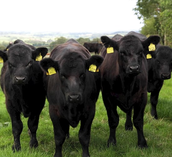 Pedigree Aberdeen Angus bulls in demand