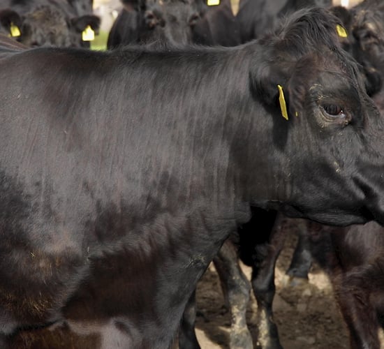 Canada to fund genetic evaluation of Angus cattle