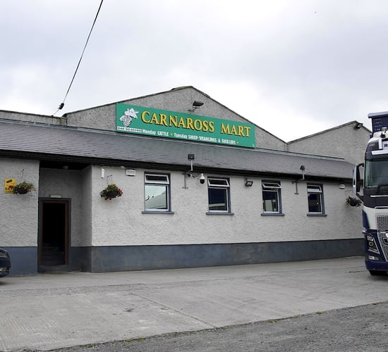 Cooley Sheep Breeders' inaugural store lamb sale set for next weekend