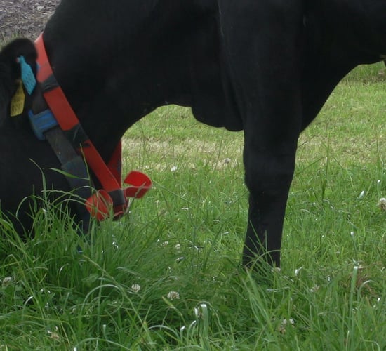 Preventing bloat in grass-clover swards