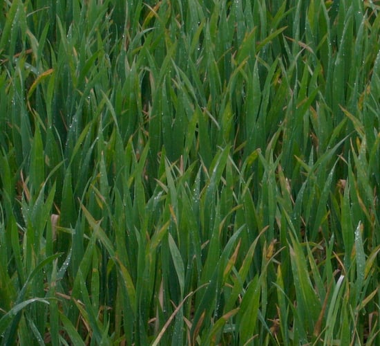 Tillage management: T1s on wheat