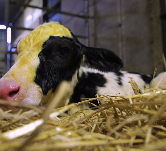 98,664 calves registered last week