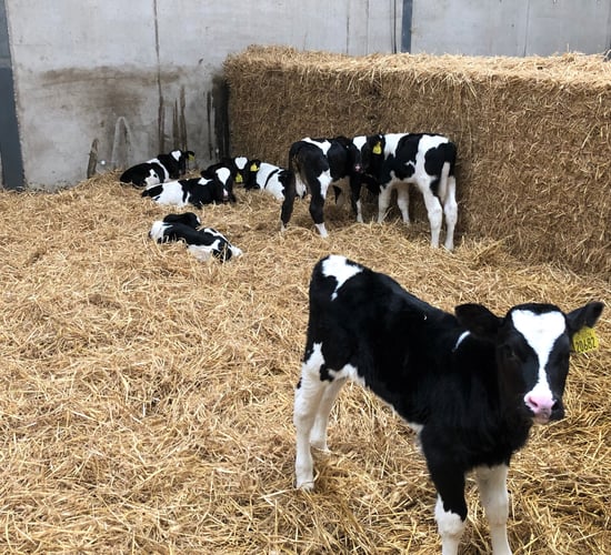 Autumn-calving: Steps to prevent pneumonia in calves