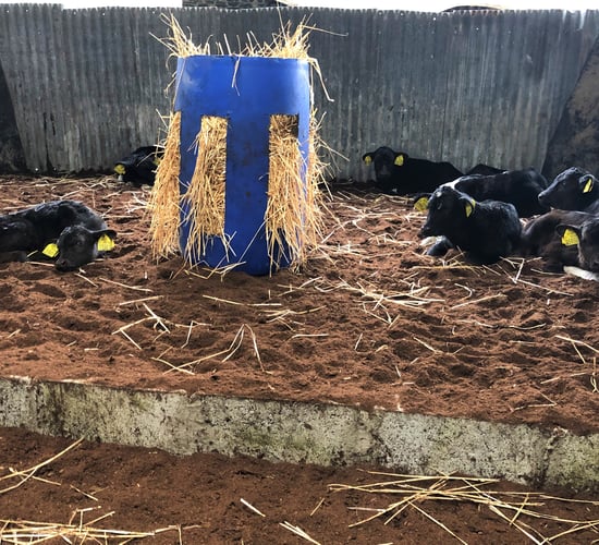 Using the DBI for beef sire selection