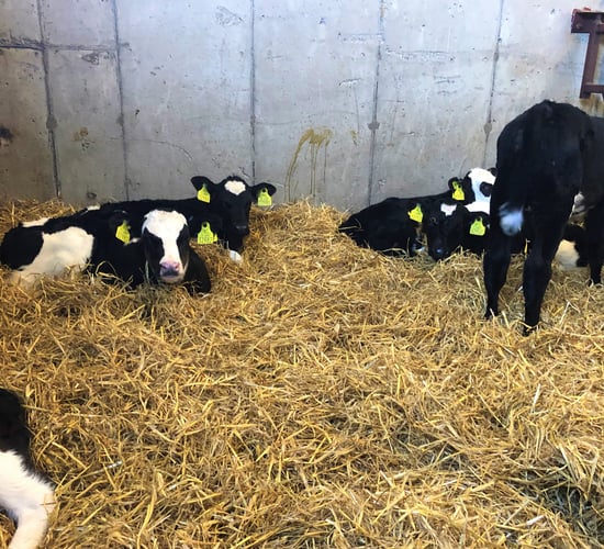 Preventing pneumonia in calves this autumn