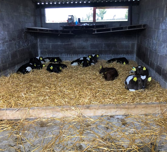 Calf registration data shows slow start to 2024