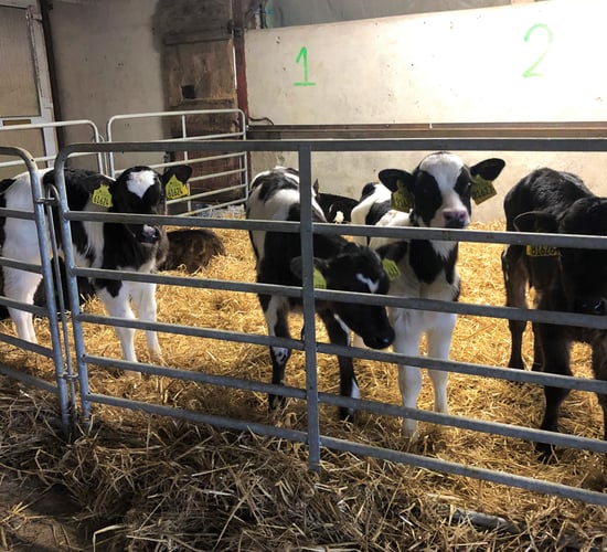 Dairy advice: Ensuring a successful disbudding of calves
