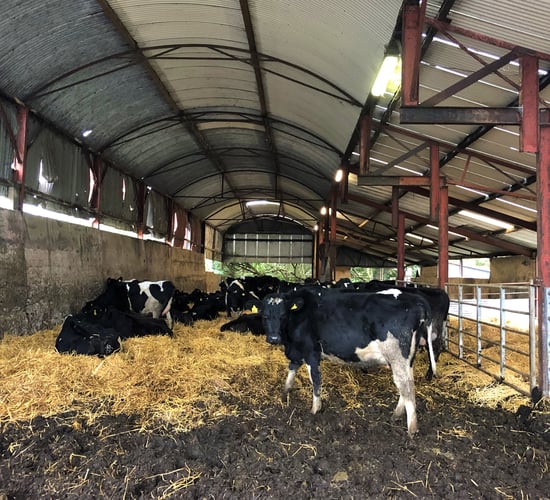 Dairy Advice: Dealing with 'retained cleanings' this spring