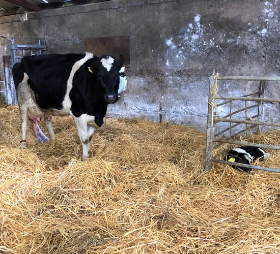 Calf health: Does inadequate pre-calving feeding have an impact?