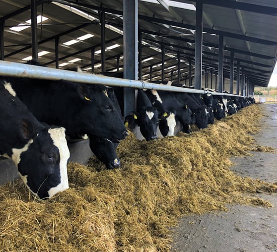Dry cow management: Ensuring cows calve down at correct BCS