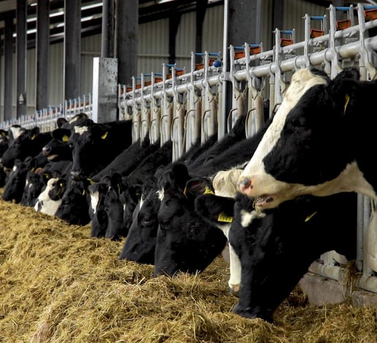 Winter milk: Feeding and grouping cows accordingly