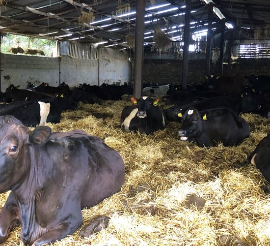Risk of milk fever increasing as peak calving season arrives