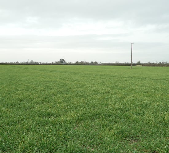 Little winter crop sown on farms - CAFRE