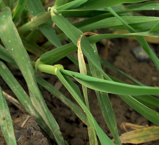Winter barley crops require first fertiliser dressing soon