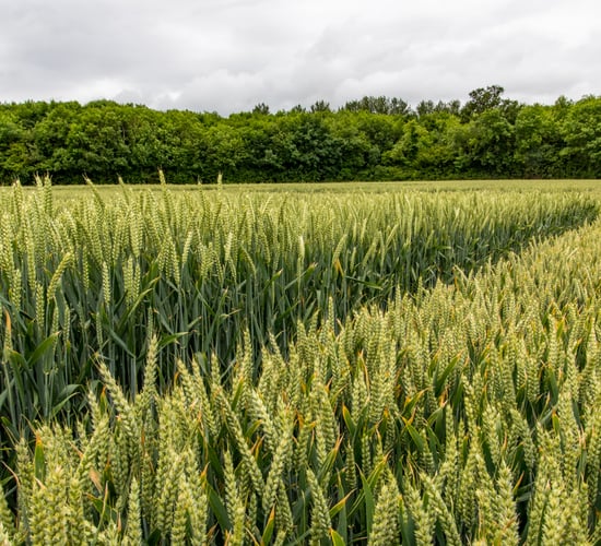 €100/ha tillage payment to be made in early 2025