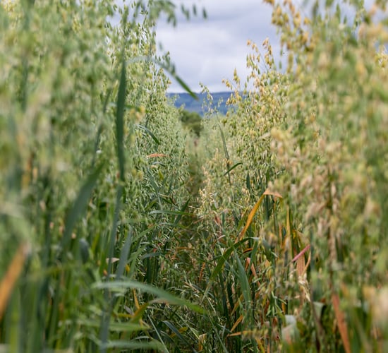 2020 cereal harvest drops by 20% compared to 2019
