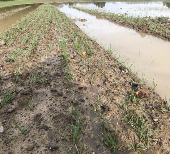 Tillage clock ticks on as rain continues