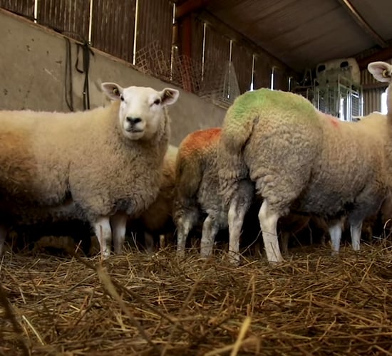 Video: How to BCS ewes and the importance of it