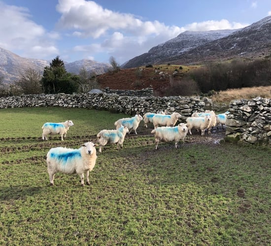 The dangers associated with outdoor lambing this spring