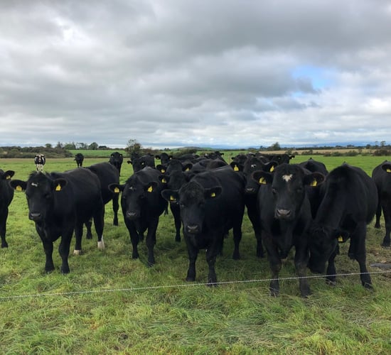 '77% of the Irish public believe that farmers look after their livestock to high standards'