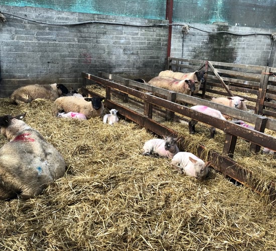 Are you tight for feed space in your shed? Check out how this farm overcame this problem
