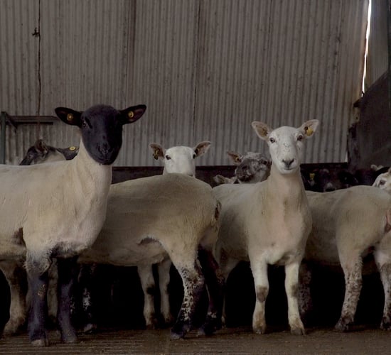 Pre-lambing checklist: How to make life easier come lambing time