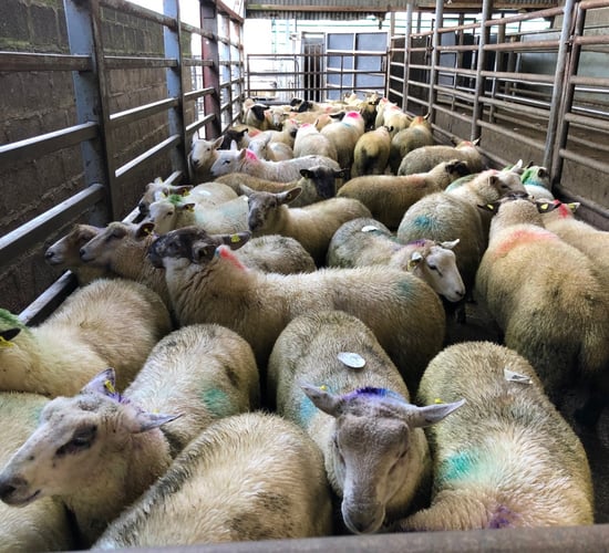 Sheep trade: Hogget prices edge closer to €6.00/kg