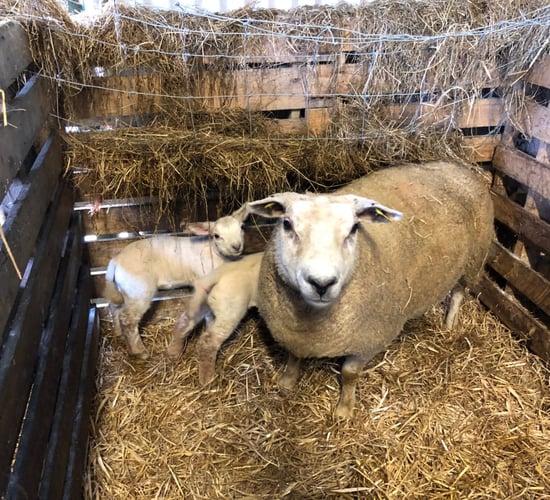 How to manage your ewes and lambs during difficult weather conditions