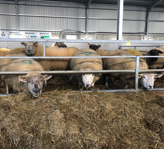 Are your ewes wasting silage? Check out how this farmer overcame this problem