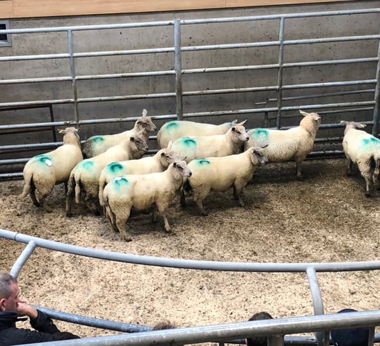 Quotes becoming difficult to get as problems arise around overweight hoggets