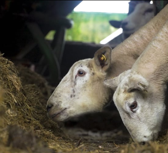 Video: The ins and outs of scanning ewes