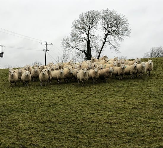 Sheep focus: Reducing costs, mortality rates and lameness through outdoor lambing