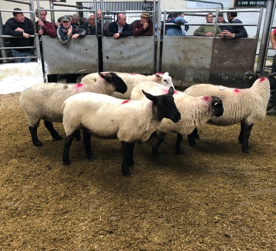 Sheep trade: Base quotes on the rise again, as supplies tighten