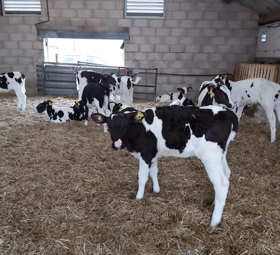 Fill the nutrition gap in your calf’s diet with transition milk