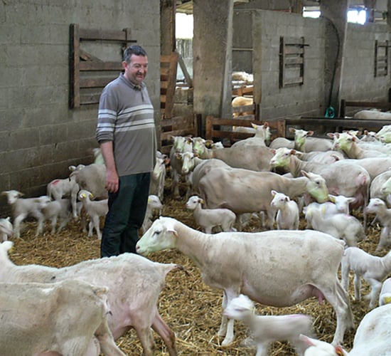 Shine Ewe-reka key to reducing lamb mortalities in French flocks
