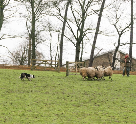 'World record price smashed' as sheep dog sells for over €22,500