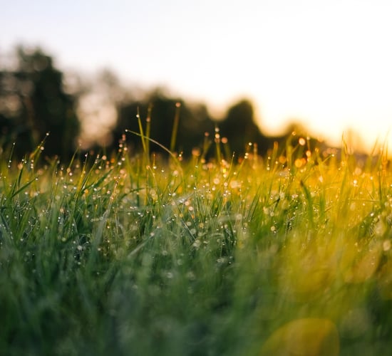 Top tips to improve grassland yield