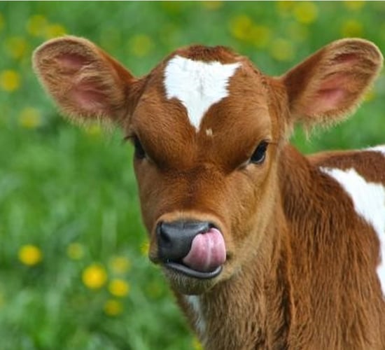 Top 10 steps every farmer needs to follow when feeding calves
