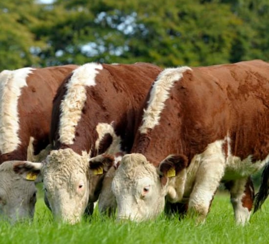 2020 Hereford photo competition launched...with €2,000 prize fund