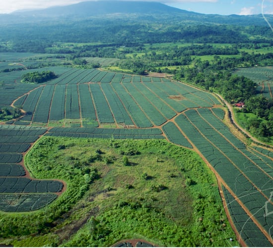Irish fruit firm purchases 900ha farm in Costa Rica