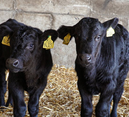 Glanbia/Kepak Twenty20 Beef Club: A look back over the first year of the programme