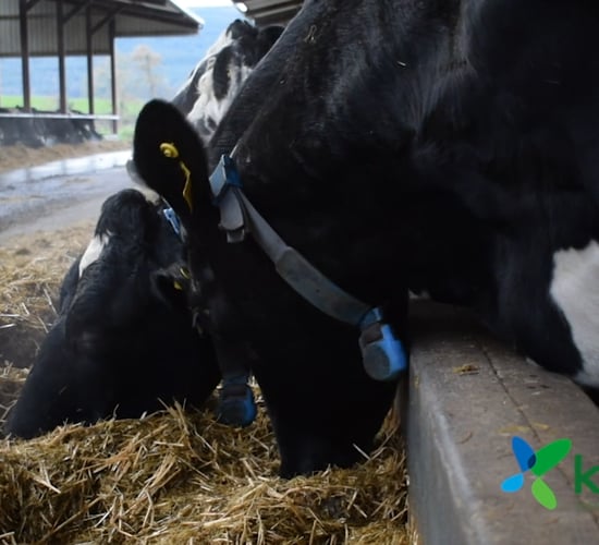 How a chlorine-free wash programme could benefit your milking equipment cleaning regime