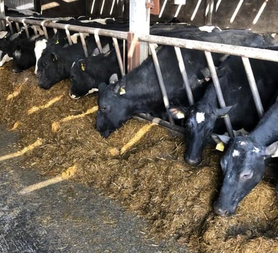 No cases of ketosis in Causeway herd after Panatec Rumen Proof added to ration