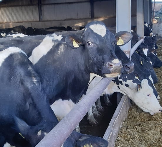 Carbon-friendly dairy nut protects grazing cow health and the environment
