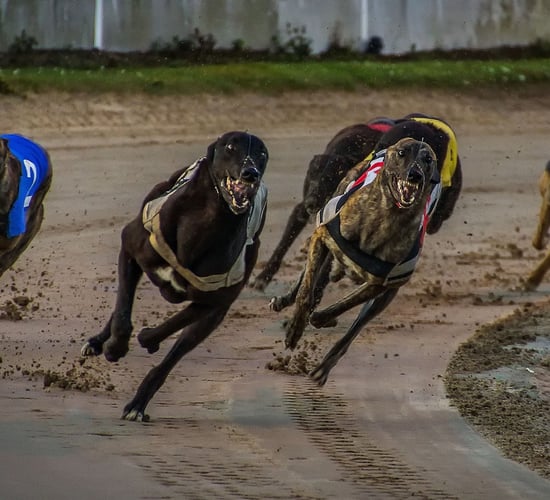 Record number of greyhound welfare inspections in 2021