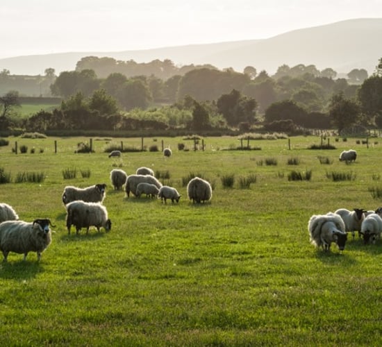 Sweet dreams for Galway farmer with 'Woolow' pillow
