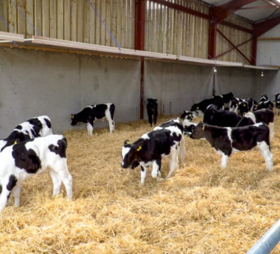 Video: What can I pay for dairy-beef calves?