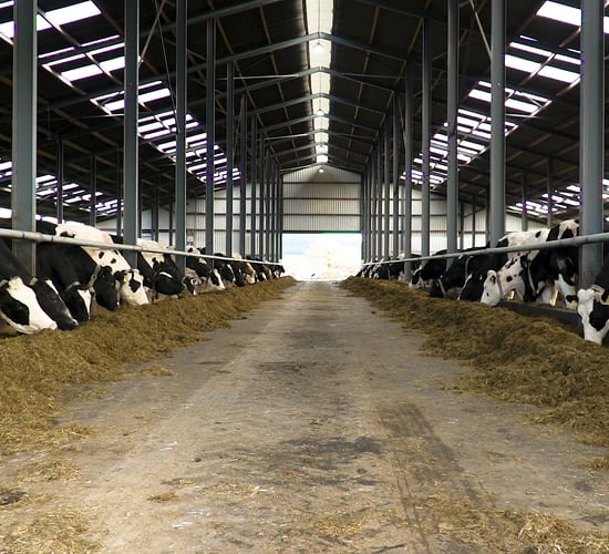 Avoiding poor trace-mineral status post-calving